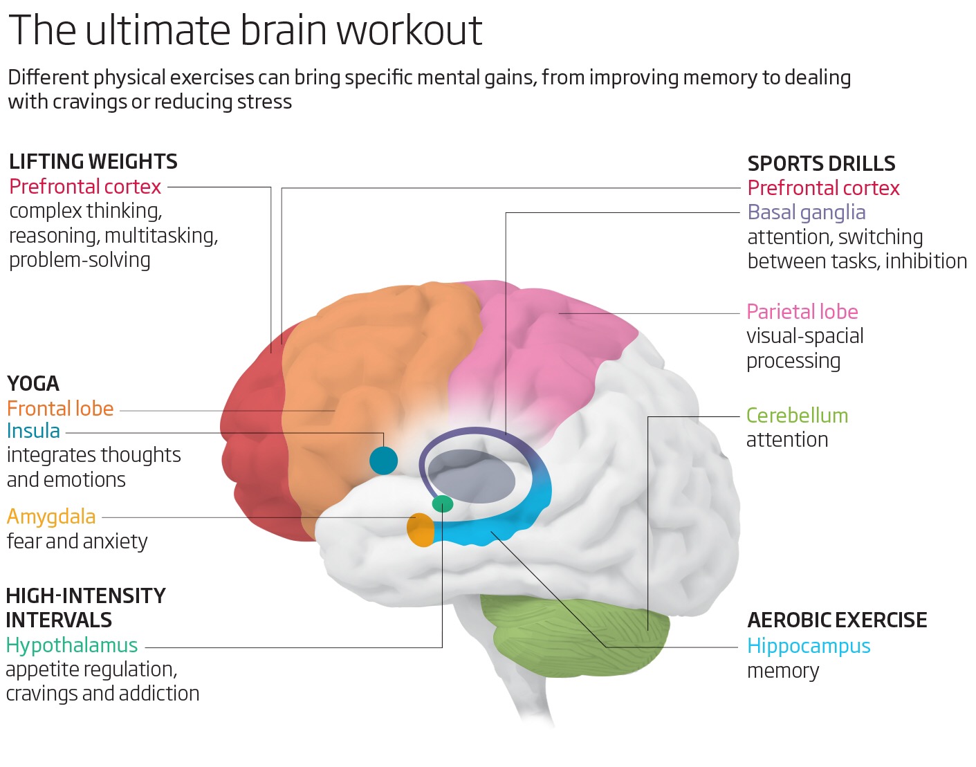 target-specific-brain-regions-with-exercise